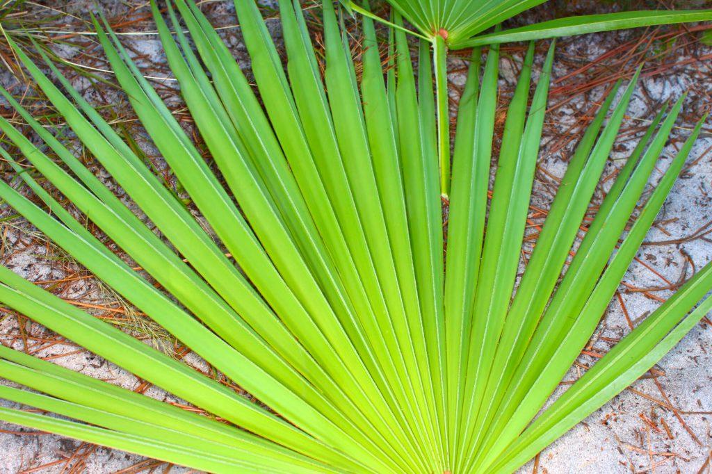 Saw palmetto