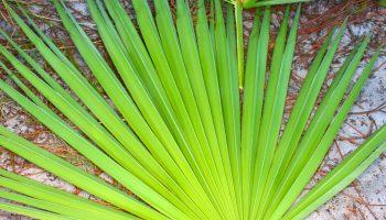 Saw palmetto