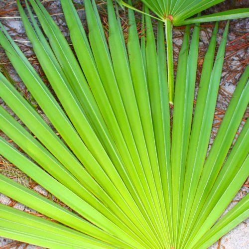 Saw palmetto