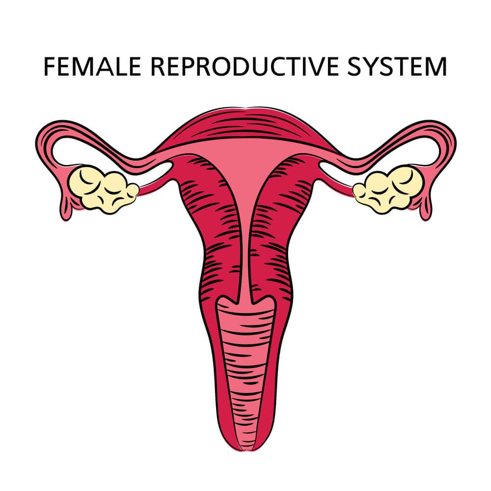Женская репродуктивная система фото